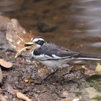 Pliszka srokata - Motacilla aguimp - African Wagtail
