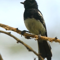 Sikora białobrzucha - Melaniparus albiventris - White-bellied Tit