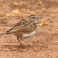 Afroskowronek czerwonawy - Calendulauda africanoides alopex - Foxy Lark