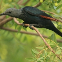 Czarnotek rudoskrzydły - Onychognathus morio - Red-winged Starling