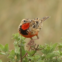 Szponnik różowogardły - Macronyx ameliae - Rosy-throated Longclaw