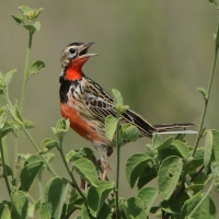 Szponnik różowogardły - Macronyx ameliae - Rosy-throated Longclaw