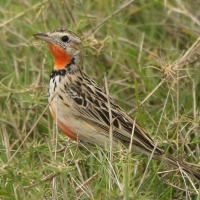 Szponnik różowogardły - Macronyx ameliae - Rosy-throated Longclaw