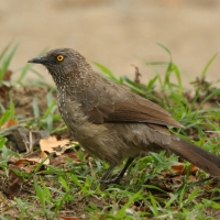 Tymal kroplisty - Turdoides jardineii - Arrow-marked Babbler