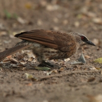 Tymal łuskogłowy - Turdoides hartlaubii - Hartlaub's Babbler