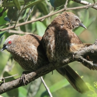 Tymal łuskogłowy - Turdoides hartlaubii - Hartlaub's Babbler