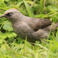 Tymal maskowy - Turdoides sharpei - Black-lored Babbler