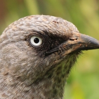 Tymal maskowy - Turdoides sharpei - Black-lored Babbler