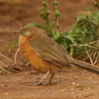 Dżunglotymal rdzawy - Argya rubiginosa - Rufous Chatterer