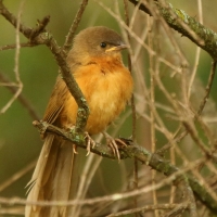 Dżunglotymal rdzawy - Argya rubiginosa - Rufous Chatterer