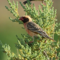 Wikłacz czerwonodzioby - Quelea quelea - Red-billed Quelea