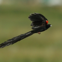 Wikłacz olbrzymi - Euplectes progne - Long-tailed Widowbird