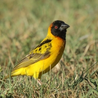 Wikłacz sawannowy - Ploceus intermedius - Lesser Masked Weaver
