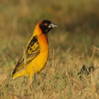 Wikłacz sawannowy - Ploceus intermedius - Lesser Masked Weaver