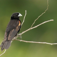 Wikłacz wachlarzowaty - Euplectes axillaris - Fan-tailed Widowbird