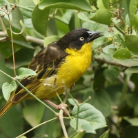 Wikłacz złotoczelny - Ploceus baglafecht - Baglafecht Weaver