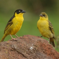 Wikłacz złotoczelny - Ploceus baglafecht - Baglafecht Weaver