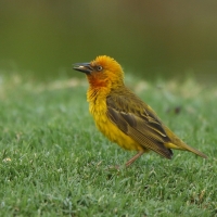 Wikłacz złotolicy - Ploceus capensis - Cape Weaver