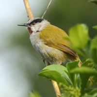 Wilgowiec rdzawogardły - Eminia lepida - Grey-capped Warbler