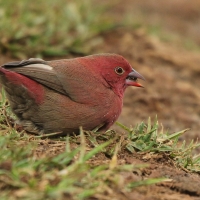 Amarantka czerwonodzioba - Lagonosticta senegala - Red-billed Firefinch