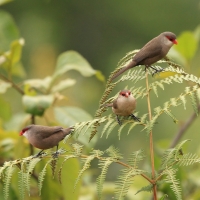 Astryld falisty - Estrilda astrild - Common Waxbill