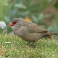 Astryld falisty - Estrilda astrild - Common Waxbill