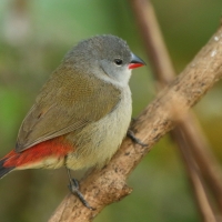 Astryld siwogłowy - Coccopygia melanotis - Swee Waxbill