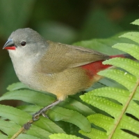 Astryld siwogłowy - Coccopygia melanotis - Swee Waxbill