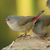 Astryld siwogłowy - Coccopygia melanotis - Swee Waxbill