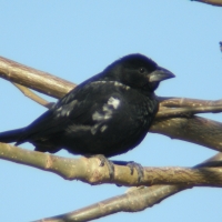 Bawolik białodzioby - Bubalornis albirostris - White-billed Buffalo Weaver