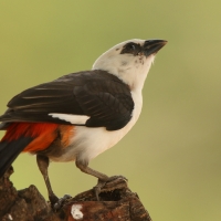 Bawolik białogłowy - Dinemellia dinemelli - White-headed Buffalo Weaver