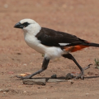 Bawolik białogłowy - Dinemellia dinemelli - White-headed Buffalo Weaver