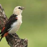 Bawolik białogłowy - Dinemellia dinemelli - White-headed Buffalo Weaver