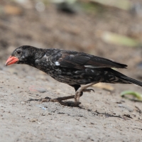 Bawolik czerwonodzioby - Bubalornis niger - Red-billed Buffalo Weaver