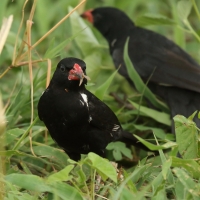 Bawolik czerwonodzioby - Bubalornis niger - Red-billed Buffalo Weaver