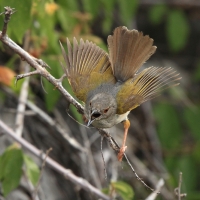 Beczak szarogrzbiety - Camaroptera brevicaudata - Grey-backed Camaroptera