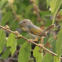 Beczak szarogrzbiety - Camaroptera brevicaudata - Grey-backed Camaroptera