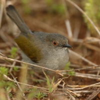 Beczak szarogrzbiety - Camaroptera brevicaudata - Grey-backed Camaroptera