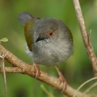 Beczak szarogrzbiety - Camaroptera brevicaudata - Grey-backed Camaroptera