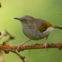 Beczak szarogrzbiety - Camaroptera brevicaudata - Grey-backed Camaroptera