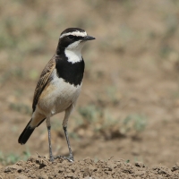 Białorzytka obrożna - Oenanthe pileata - Capped Wheatear