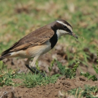 Białorzytka obrożna - Oenanthe pileata - Capped Wheatear