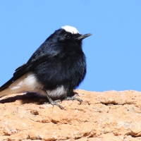 Białorzytka saharyjska - Oenanthe leucopyga - White-crowned Wheatear