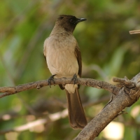 Bilbil ogrodowy - Pycnonotus barbatus - Common Bulbul
