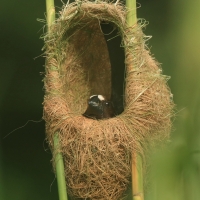 Brunatniczka - Amblyospiza albifrons - Grosbeak Weaver