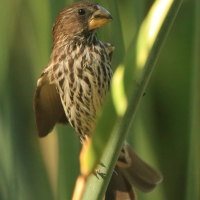 Brunatniczka - Amblyospiza albifrons - Grosbeak Weaver