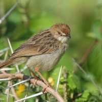 Chwastówka krępa - Cisticola robustus - Stout Cisticola