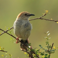 Chwastówka krępa - Cisticola robustus - Stout Cisticola