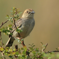 Chwastówka krępa - Cisticola robustus - Stout Cisticola