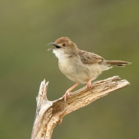 Chwastówka krępa - Cisticola robustus - Stout Cisticola